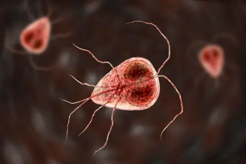 Trofazoity Giardia lamblia, pasożyty wywołujące problemy żołądkowe. Objawy lambliozy mogą być uciążliwe.