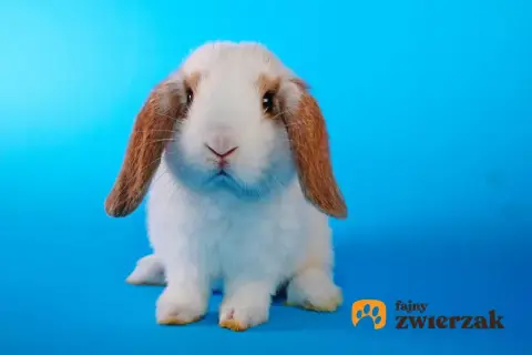 Uroczy królik rasy baranek miniaturowy, z długimi, zwisającymi uszami, siedzi na niebieskim tle.
