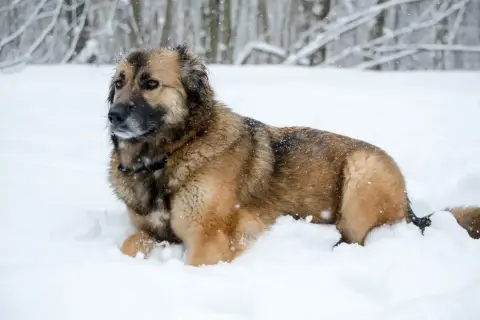 Duży, kudłaty pies rasy leonberger leży w śniegu. Zastanawiasz się nad jego ceną?