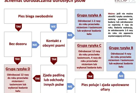 Schemat odrobaczania psów: jak często odrobaczać psa zależy od jego stylu życia i kontaktu z innymi zwierzętami.