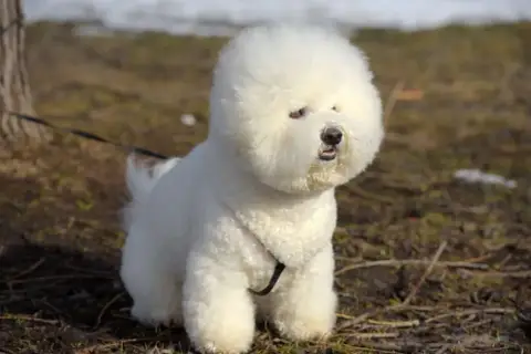 Puszysty bichon frise, z brązowymi oczami, siedzi na trawie.