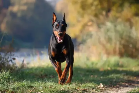 Czarny doberman biegnie przez trawiasty teren. Jego waga jest idealnie proporcjonalna do atletycznej budowy.