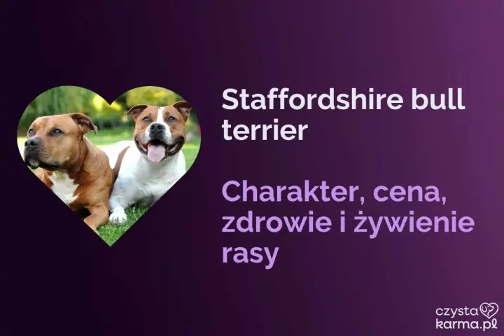 Dwa psy rasy Staffordshire bull terrier, jeden brązowy, drugi biało-brązowy, siedzą na trawie.