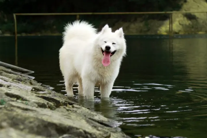 Uśmiechnięty samoyed wchodzi do wody, jego białe futro lśni. Waga tego psa jest imponująca, ale jego radość jest jeszcze większa.