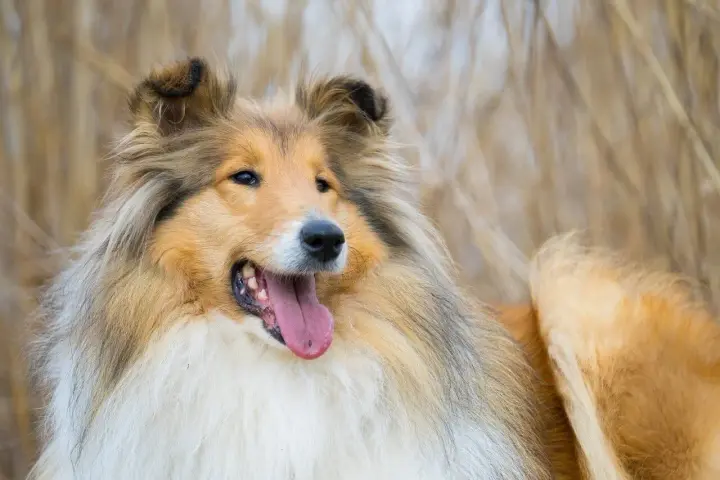Piękny, długowłosy pies rasy Collie, jeden z tych spokojnych psów średniej wielkości, z językiem na wierzchu, wygląda na zadowolonego.