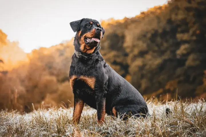 Potężny rottweiler groźny, siedzący na mroźnej trawie, z jesiennym lasem w tle.