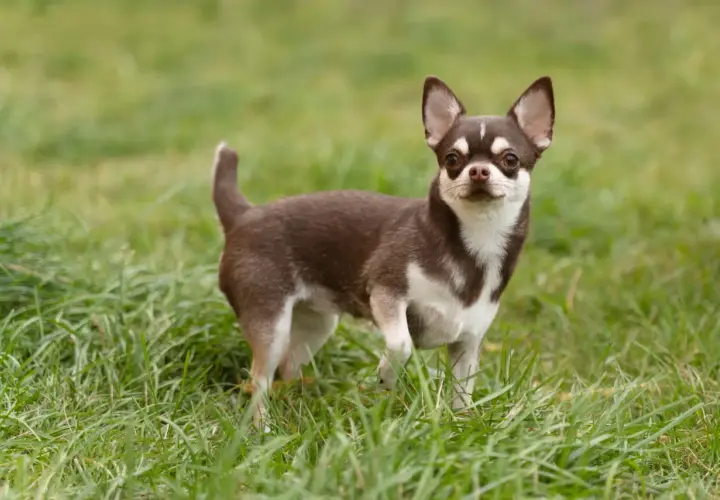 Uroczy chihuahua krótkowłosa z brązowo-białym umaszczeniem stoi na zielonej trawie, patrząc wprost na widza.
