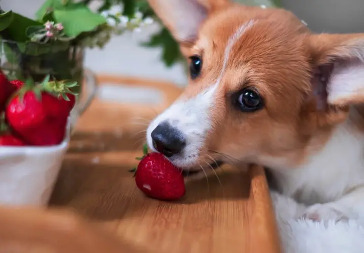 Corgi delikatnie wącha truskawkę, zastanawiając się, czy pies może jeść truskawki.