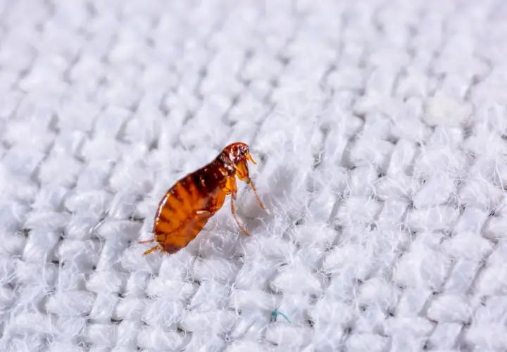 Makro zbliżenie na pchłę, która ma brązowy, spłaszczony odwłok i widoczne odnóża. Oto jak wygląda pchła na białej tkaninie.