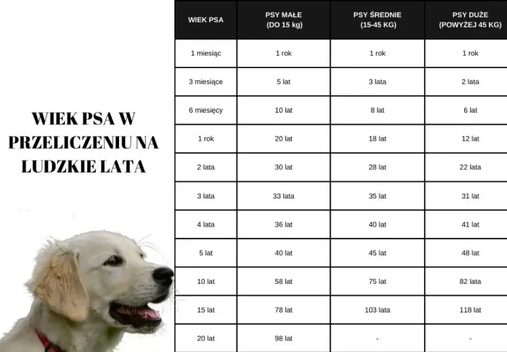 Tabela porównująca wiek psa i człowieka, z uwzględnieniem wagi. Golden retriever na zdjęciu symbolizuje psy, dla których waga jest kluczowa.