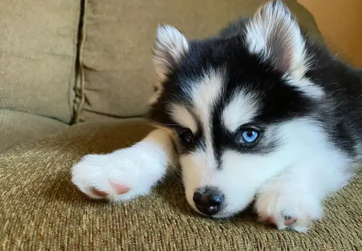 Uroczy husky miniaturka z niebieskimi oczami leży na kanapie, opierając łepek na łapce.