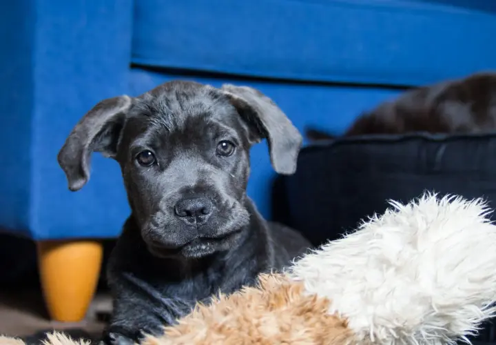Uroczy szczeniak cane corso blue z wielkimi uszami, leżący na miękkich zabawkach.