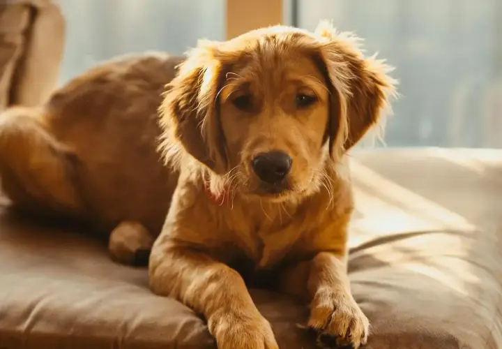 Słodki szczeniak golden retriever leży na kanapie. Zastanawiasz się, czy pies może jeść orzechy? Lepiej nie ryzykuj.