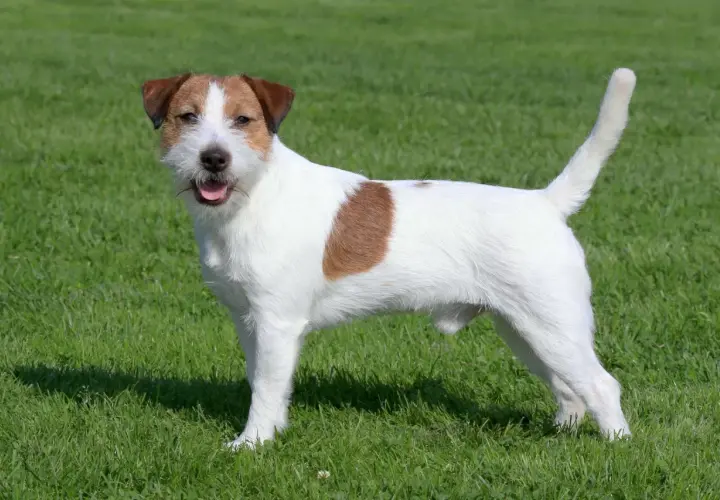 Jack Russell Terrier usposobienie: energiczny, wesoły piesek na zielonej trawie.