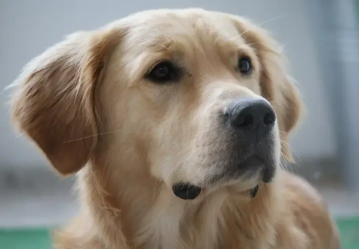 Portret golden retrievera. Jego sierść mieni się wspaniałymi, złotymi kolorami, od jasnego beżu po głęboki karmel.