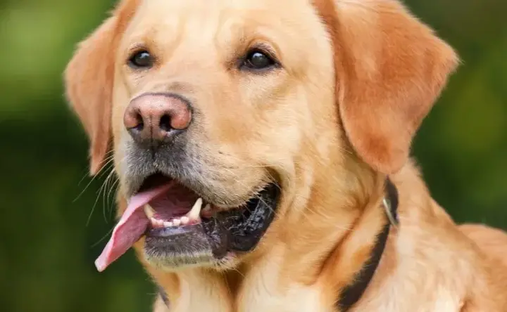 Jaką obrożę dla golden retrievera wybrać, aby zapewnić komfort?