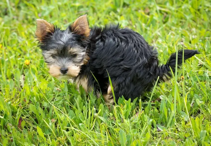 Mały yorkshire terrier w trawie, który właśnie zrobił zieloną kupę.