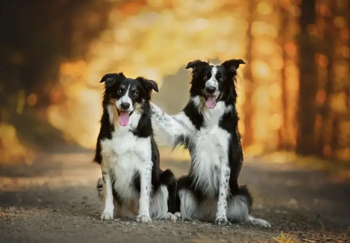 Dwa urocze psy rasy średniej, border collie, siedzą obok siebie na leśnej ścieżce, jeden obejmuje drugiego łapą.