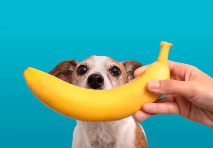 Czy pies może jeść banana? Uroczy piesek z zaciekawieniem patrzy na banana trzymanego przez rękę.