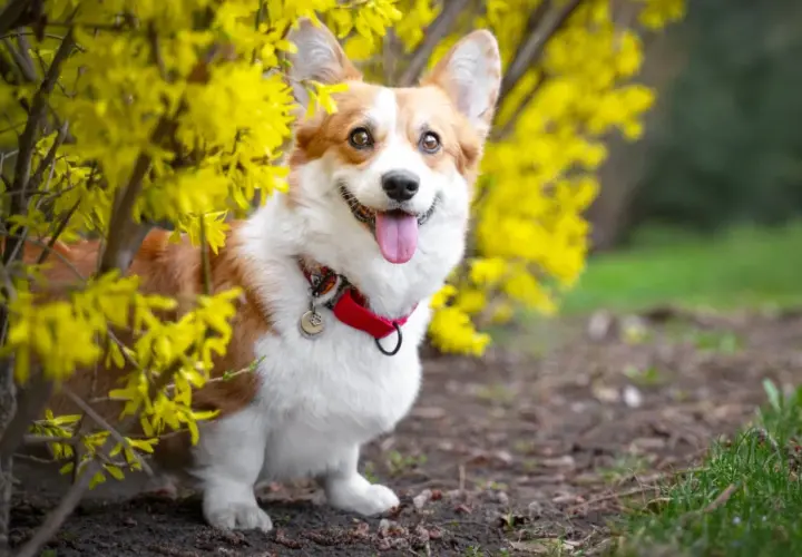 Uśmiechnięty corgi, jeden z ulubionych corgi pies królowej, siedzi wśród kwitnącej forsycji.