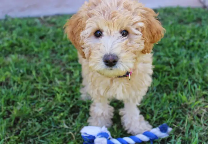 Uroczy szczeniak labradoodle z zabawką. Zastanawiasz się nad labradoodle cena?