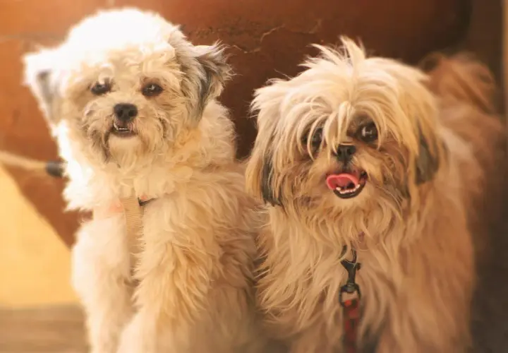Dwa urocze pieski Shih Tzu, jeden z nich z językiem na wierzchu, zastanawiają się, czy pies może jeść bułkę.