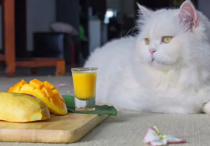 Czy koty mogą jeść mango? Sprawdź, jakie mogą być skutki zdrowotne