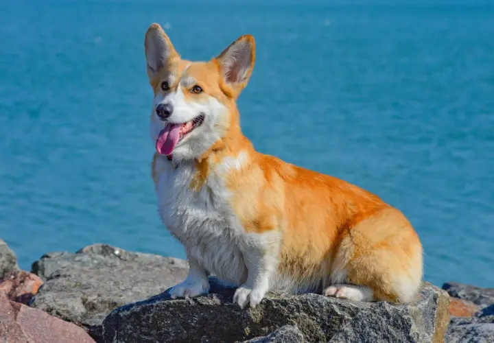 Radosny corgi o rudym futrze siedzi na kamieniach nad błękitną wodą. Jego wesoły charakter widać w wystawionym języku i bystrych oczach.