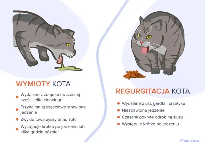 Ilustracja pokazuje dwa koty. Jeden wymiotuje, drugi regurgituje. Dowiedz się, dlaczego kot wymiotuje i czym różni się od regurgitacji.