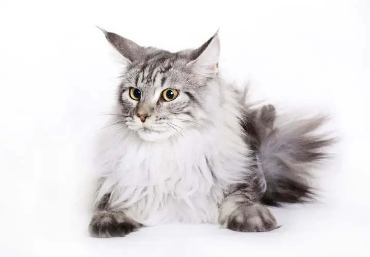 Majestatyczny maine coon o srebrzystym futrze, z pewnością imponujący swoją wagą.