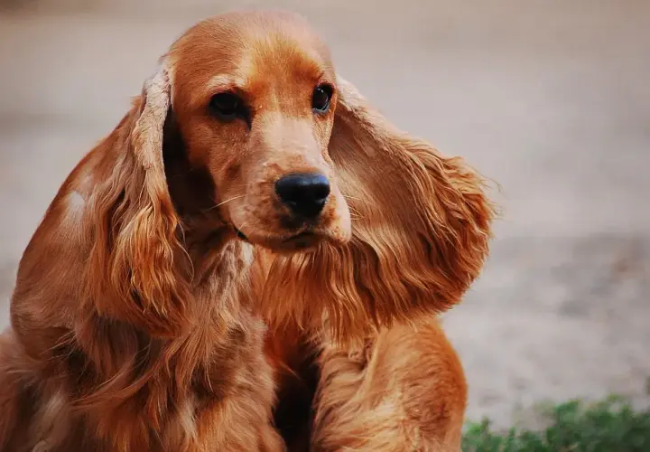 Uroczy cocker spaniel o rudym futrze z długimi, falującymi uszami, siedzi spokojnie, patrząc w bok.
