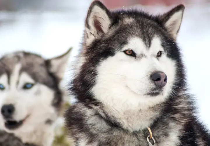 Dwa psy rasy husky długowłosy w śnieżnym otoczeniu. Jeden z nich ma brązowe oczy, drugi niebieskie.