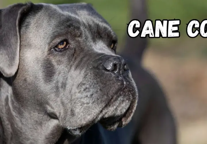 Portret szarego cane corso. Psy tej rasy, znane ze swojego lojalnego usposobienia, są doskonałymi stróżami.