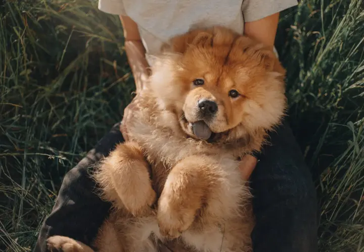 Puszysty szczeniak rasy chow chow leży na kolanach osoby w trawie. Zastanawiasz się nad chow chow cena?