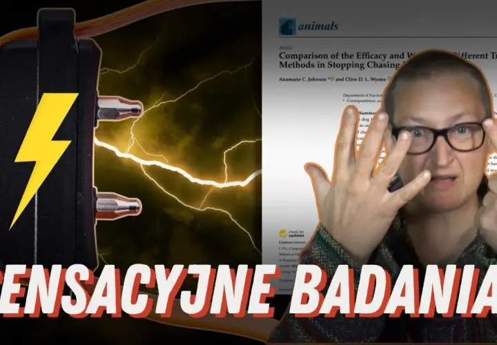 Czy obroża elektryczna jest legalna? Kontrowersje i skutki użycia