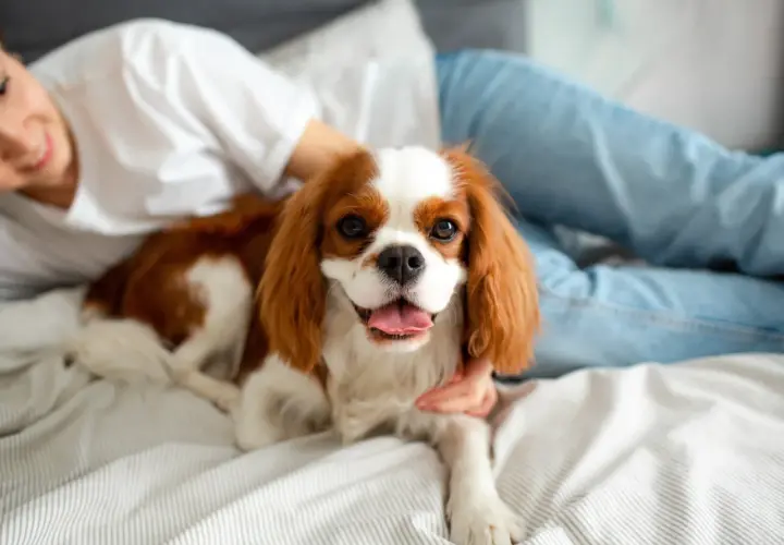Spokojny pies do mieszkania, cavalier king charles spaniel, leży na łóżku obok uśmiechniętej osoby.