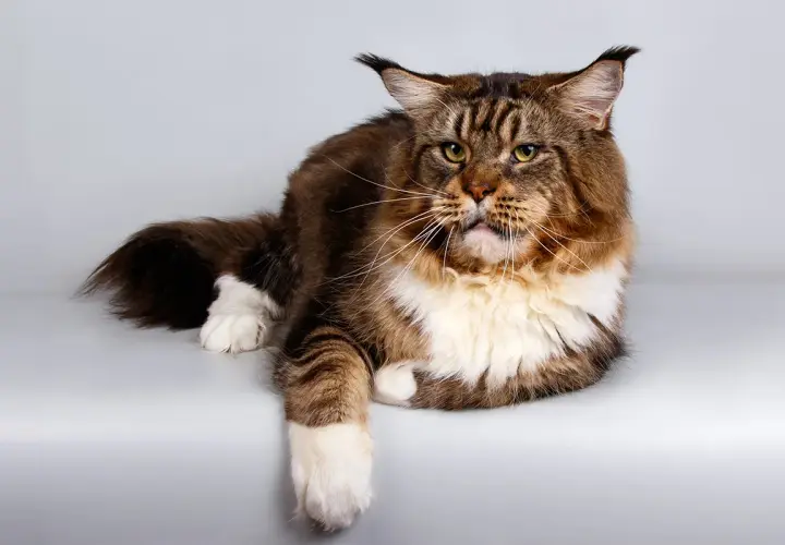 Majestatyczny kot rasy Maine Coon, jeden z najpiękniejszych kotów rasowych, z bujnym futrem i charakterystycznymi pędzelkami na uszach.