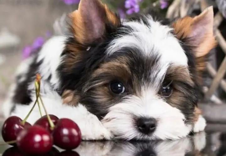 Uroczy szczeniak Biewer Yorkshire Terrier leży obok czereśni. Czy pies może jeść czeresnie? To pytanie nurtuje wielu właścicieli.