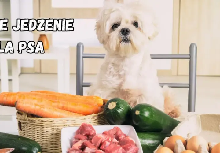 Uroczy piesek czeka na domowe jedzenie dla psa. Na stole marchewki, cukinia, mięso i jajka – idealne składniki do gotowania.