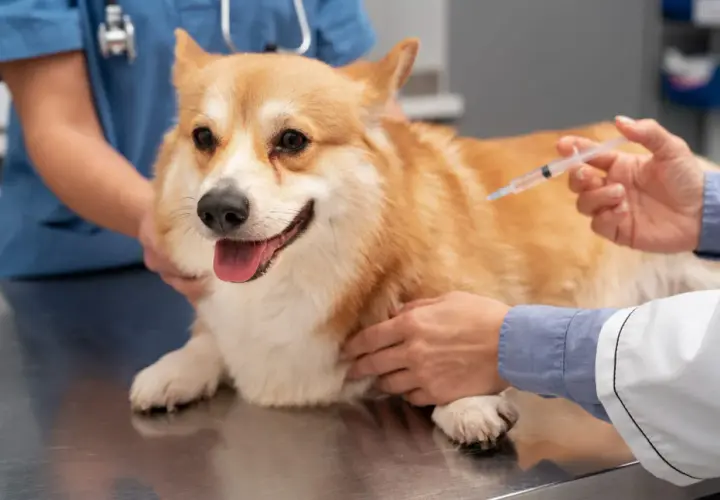 Weterynarz podaje szczepionkę corgi. Dowiedz się, ile kosztuje szczepienie psa, aby zapewnić mu zdrowie.