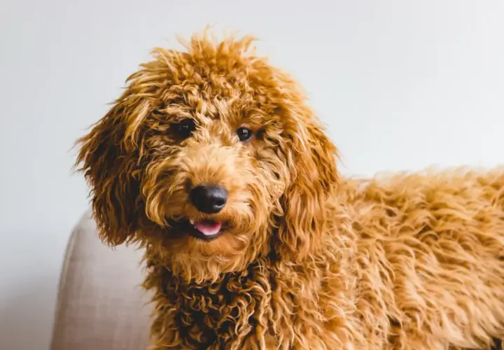 Uroczy, kudłaty piesek rasy Goldendoodle, z puszystą, rudą sierścią, wygląda jak żywe doodle pieski.