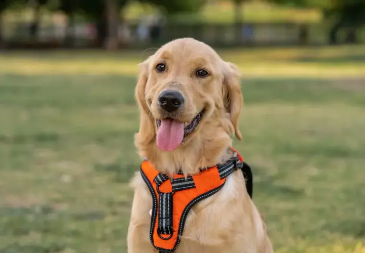 Obroża czy szelki dla golden retrievera - co wybrać, by uniknąć problemów?