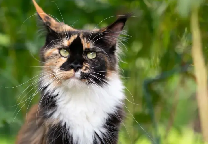 Piękna szylkretka Maine Coon z zielonymi oczami i bujnym futrem, otoczona zielenią.