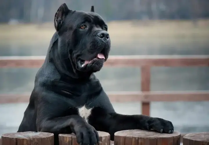 Potężny, czarny pies rasy cane corso, największy przedstawiciel tej rasy, opiera się o drewniane słupki.