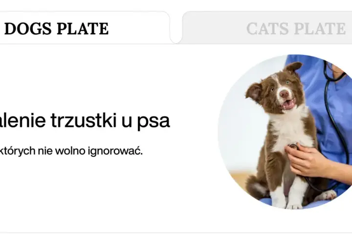 Uroczy szczeniak u weterynarza. Tekst informuje o zapaleniu trzustki u psa i objawach, których nie wolno ignorować.
