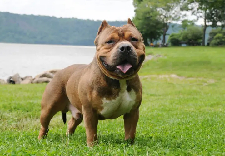 Potężny american bully standard, brązowy z białym znaczeniem, stoi na trawie nad jeziorem.