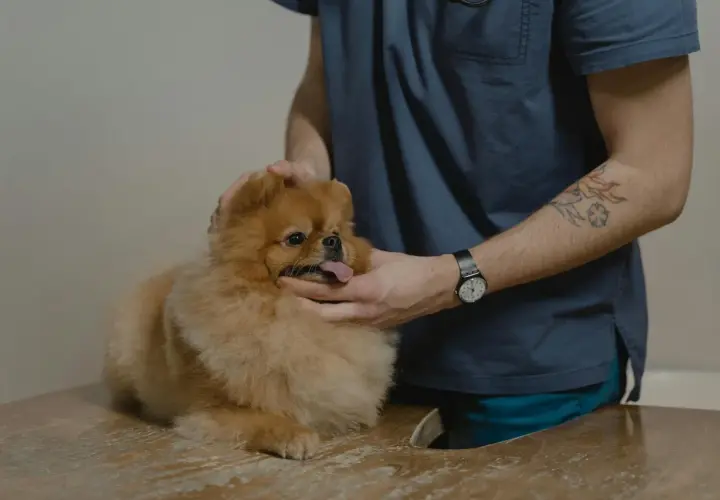 Weterynarz bada małego, puszystego psa rasy pomeranian. Piesek ma wystawiony język, a weterynarz delikatnie głaszcze go po głowie.