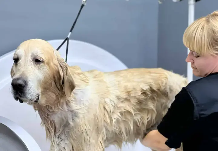 Złoty retriever w wannie, mokry podszerstek u psa, groomerka go myje.