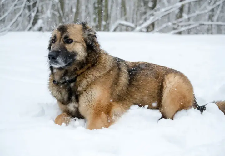 Duży, kudłaty pies rasy leonberger leży w śniegu. Zastanawiasz się nad jego ceną?
