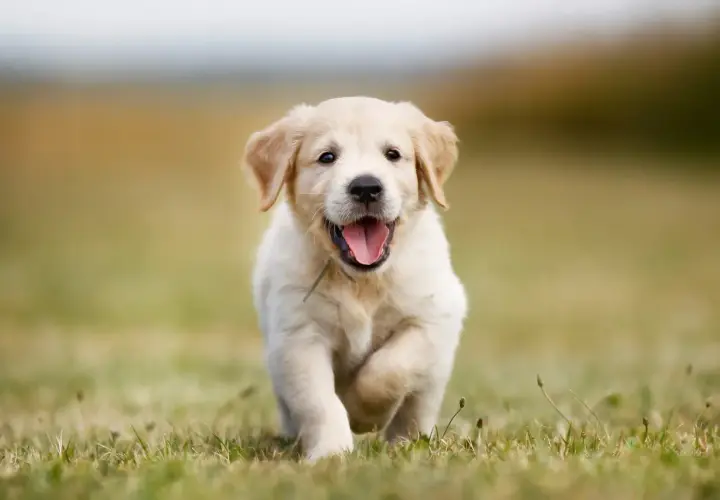Szczeniak golden retriever miniaturka biegnie przez trawę z radosnym wyrazem pyska.
